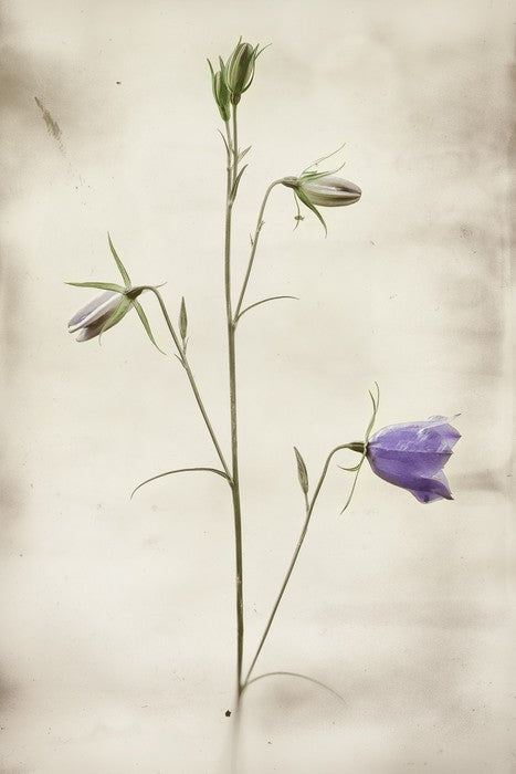 First to bloom
