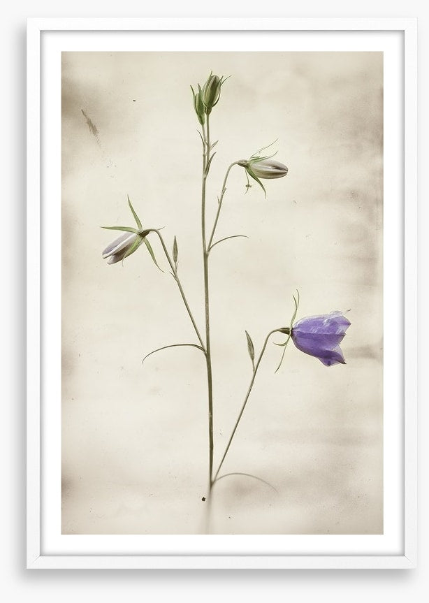 First to bloom
