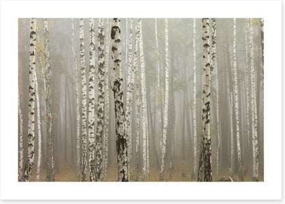 Foggy birch forest
