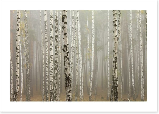 Foggy birch forest