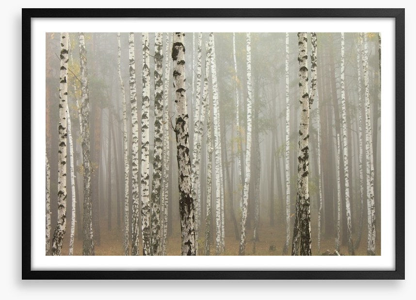 Foggy birch forest