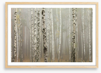 Foggy birch forest