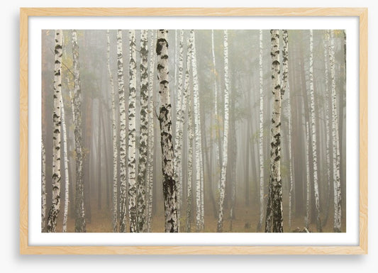 Foggy birch forest
