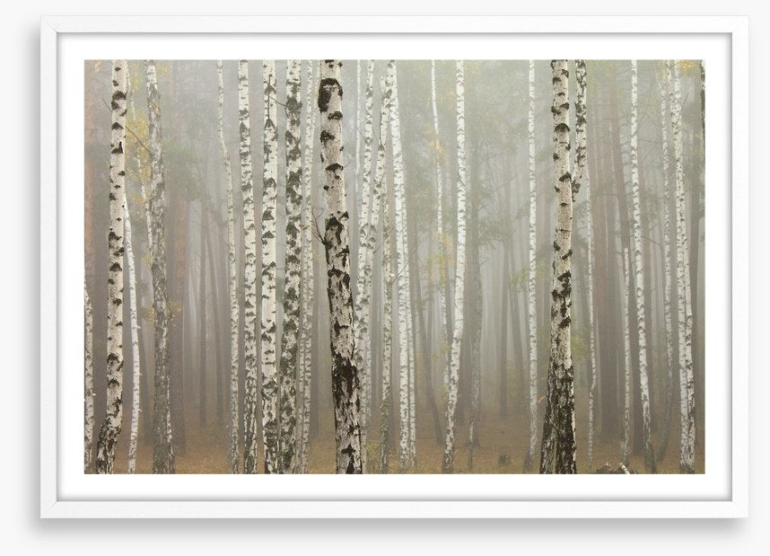 Foggy birch forest