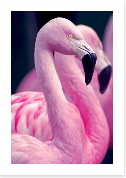 Pink flamingo pair