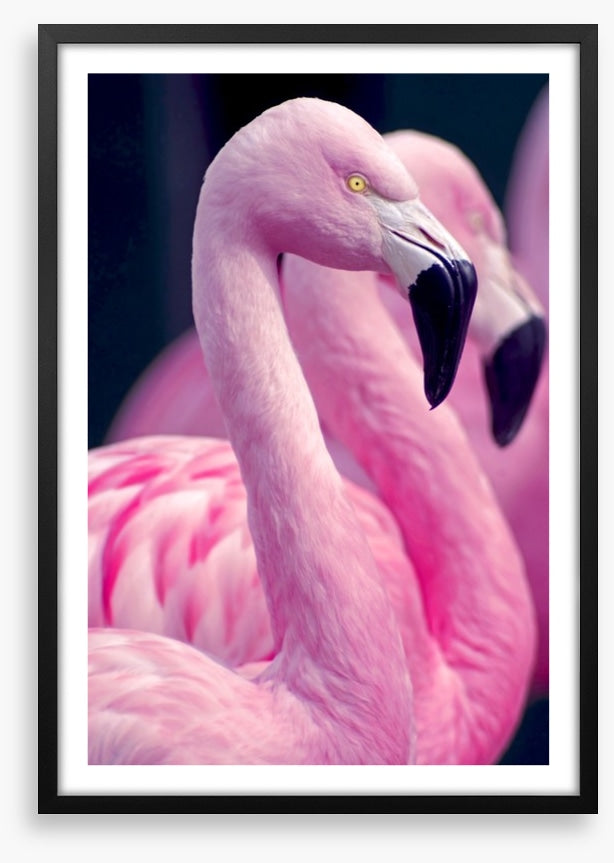 Pink flamingo pair