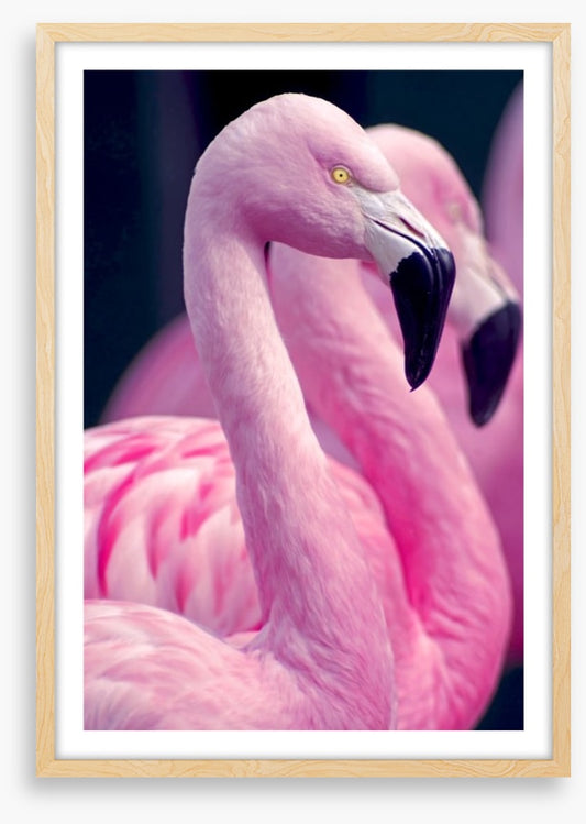 Pink flamingo pair