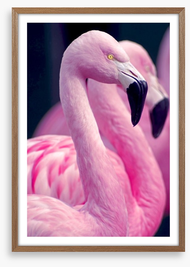 Pink flamingo pair