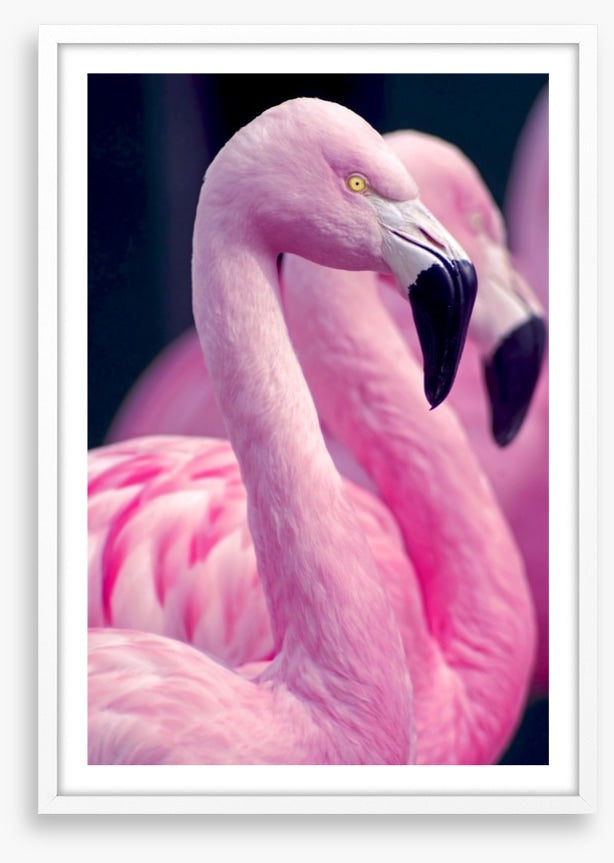 Pink flamingo pair