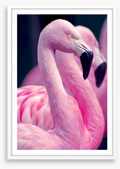 Pink flamingo pair