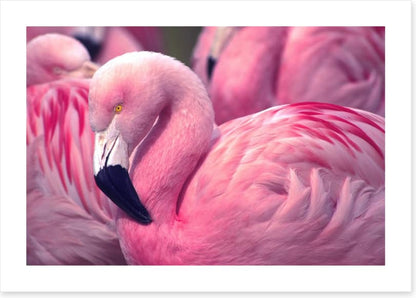 The pink flamingo