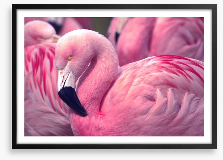 The pink flamingo