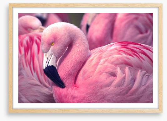The pink flamingo
