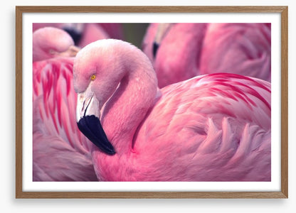 The pink flamingo