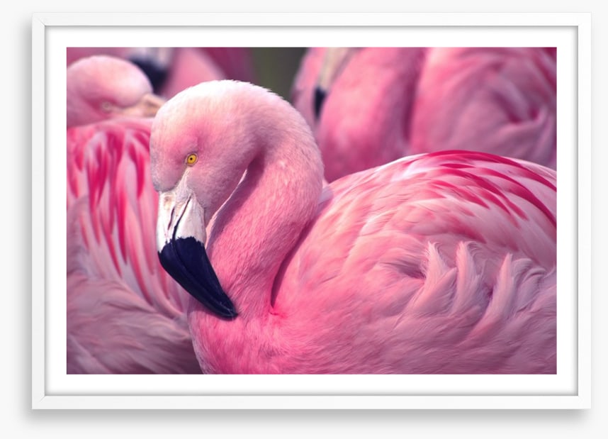 The pink flamingo
