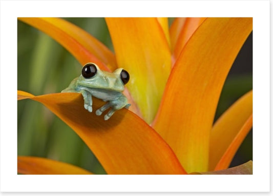 Reptiles / Amphibian