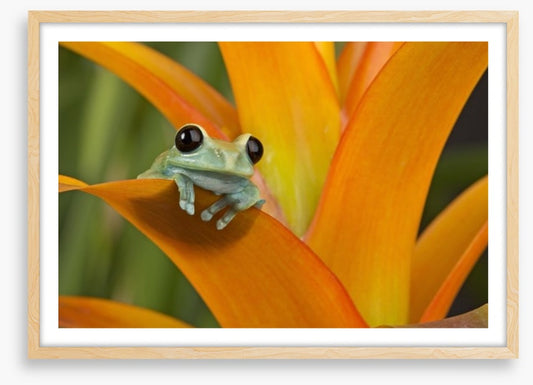 Reptiles / Amphibian