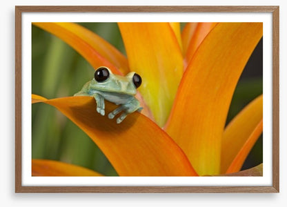 Reptiles / Amphibian