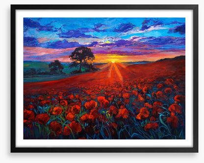 Last ray poppies