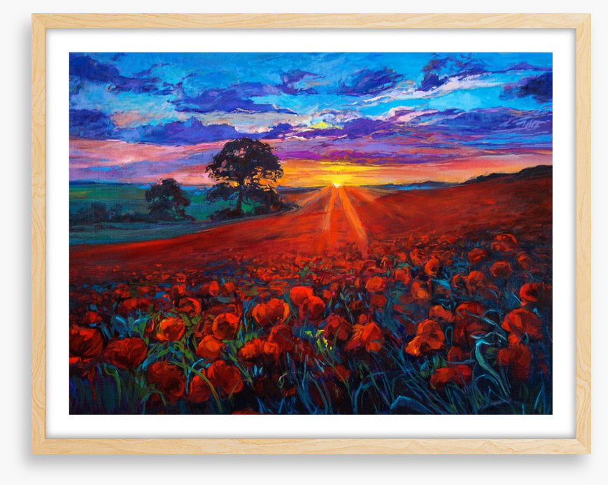 Last ray poppies