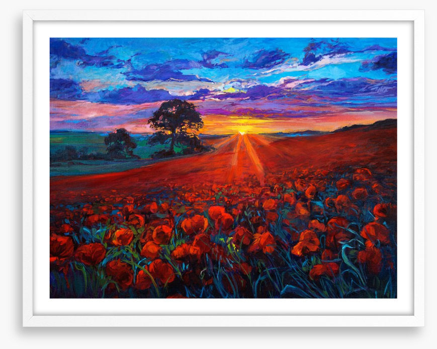 Last ray poppies