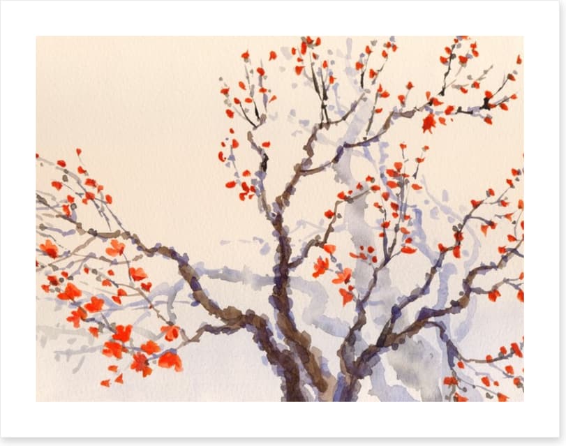 Red budding tree