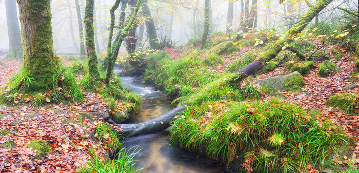 Bridged by nature