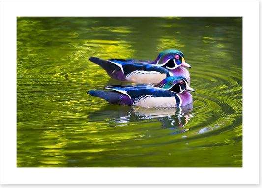 Birds