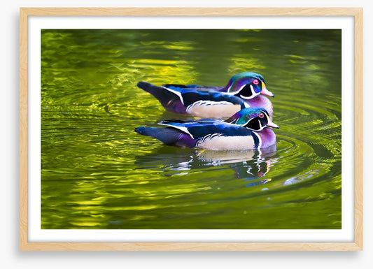 Birds