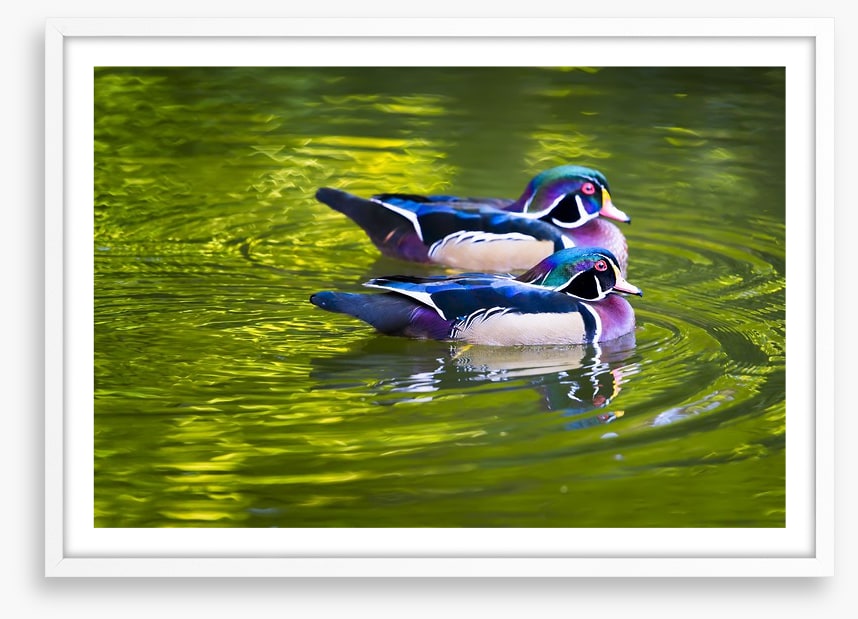 Birds