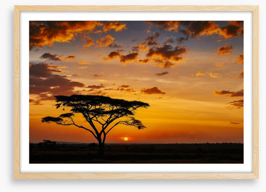 Savanna sunset silhouettes