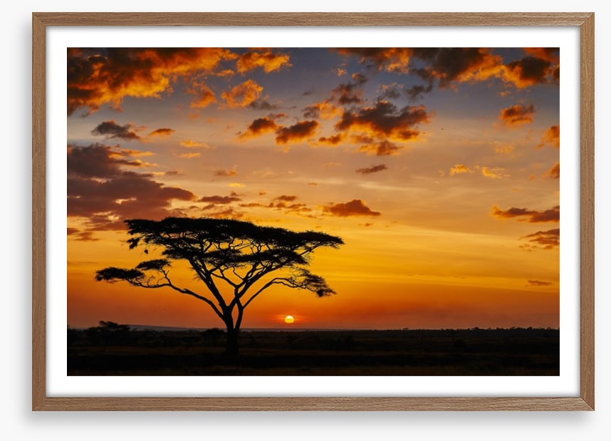 Savanna sunset silhouettes