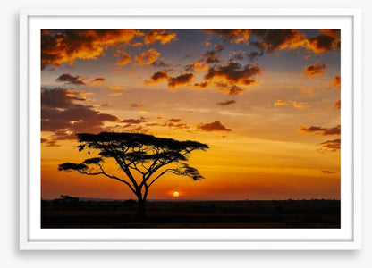 Savanna sunset silhouettes
