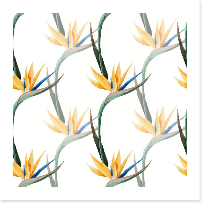 Birds of paradise