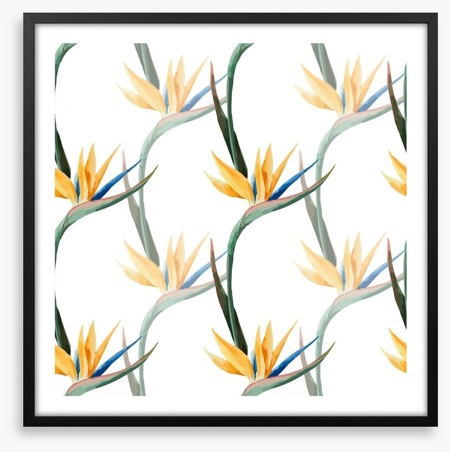 Birds of paradise