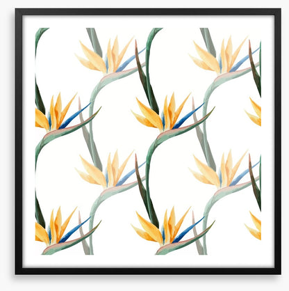 Birds of paradise