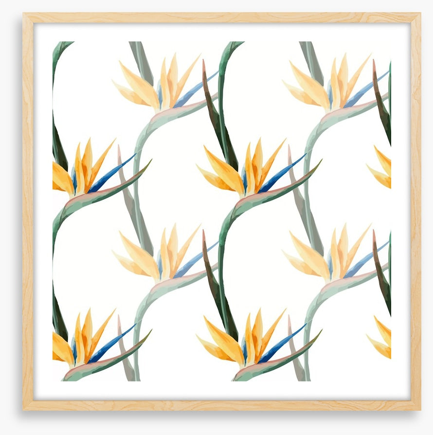 Birds of paradise