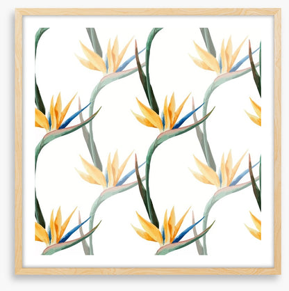 Birds of paradise
