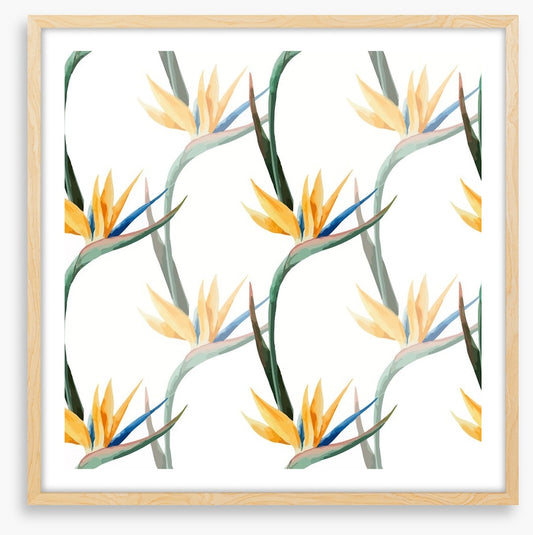 Birds of paradise