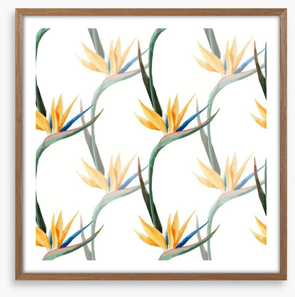 Birds of paradise