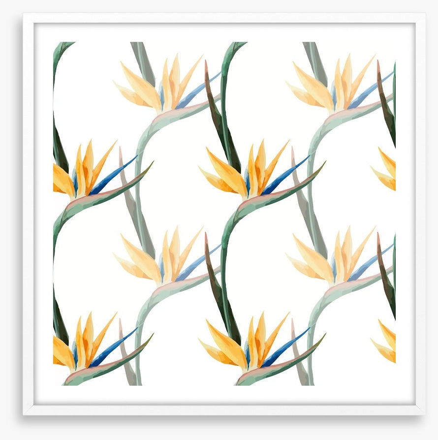 Birds of paradise