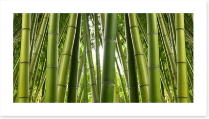 Bamboo jungle