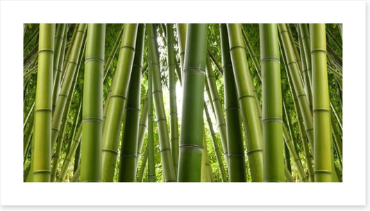 Bamboo jungle