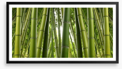 Bamboo jungle