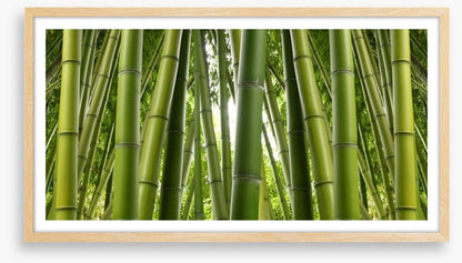 Bamboo jungle