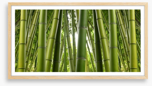 Bamboo jungle