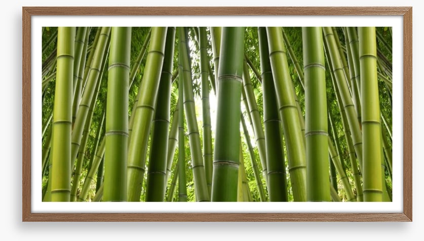 Bamboo jungle