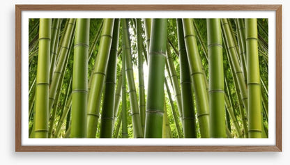 Bamboo jungle