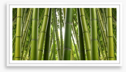 Bamboo jungle