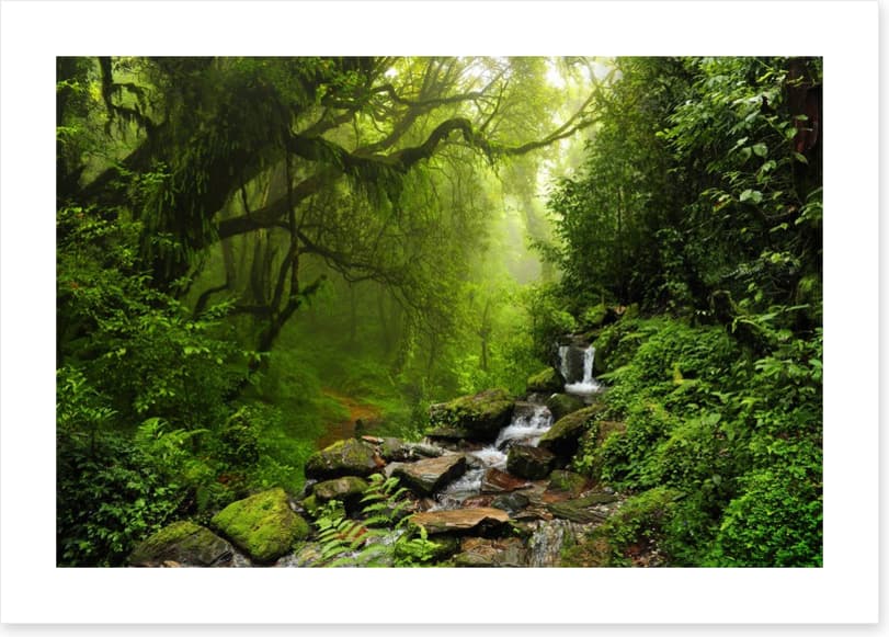 The jungle stream